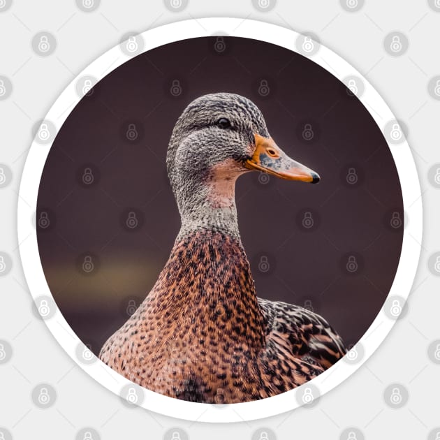 Miss Mallard Duck Photograph Sticker by love-fi